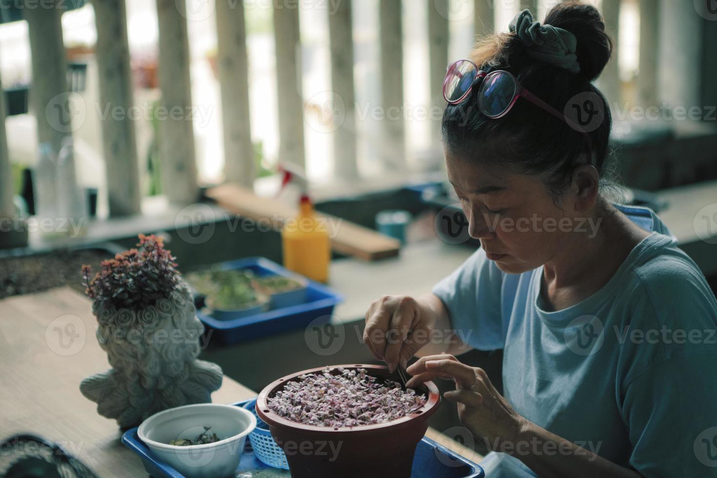 femme plantant une petite plante à la maison vivant terrasse photo
