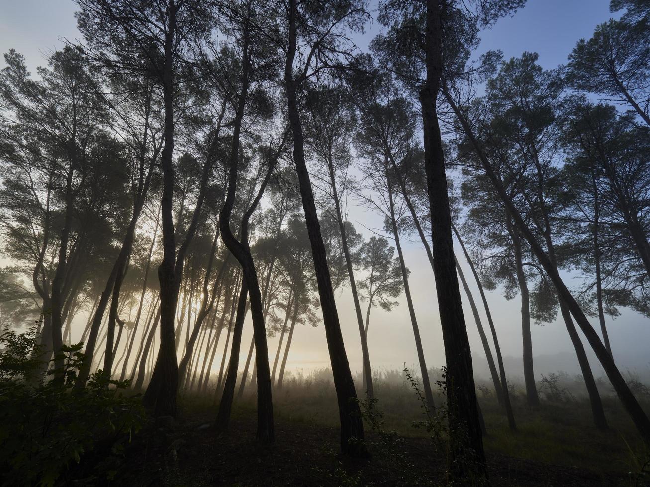 brouillard dans la forêt, bellus, espagne photo