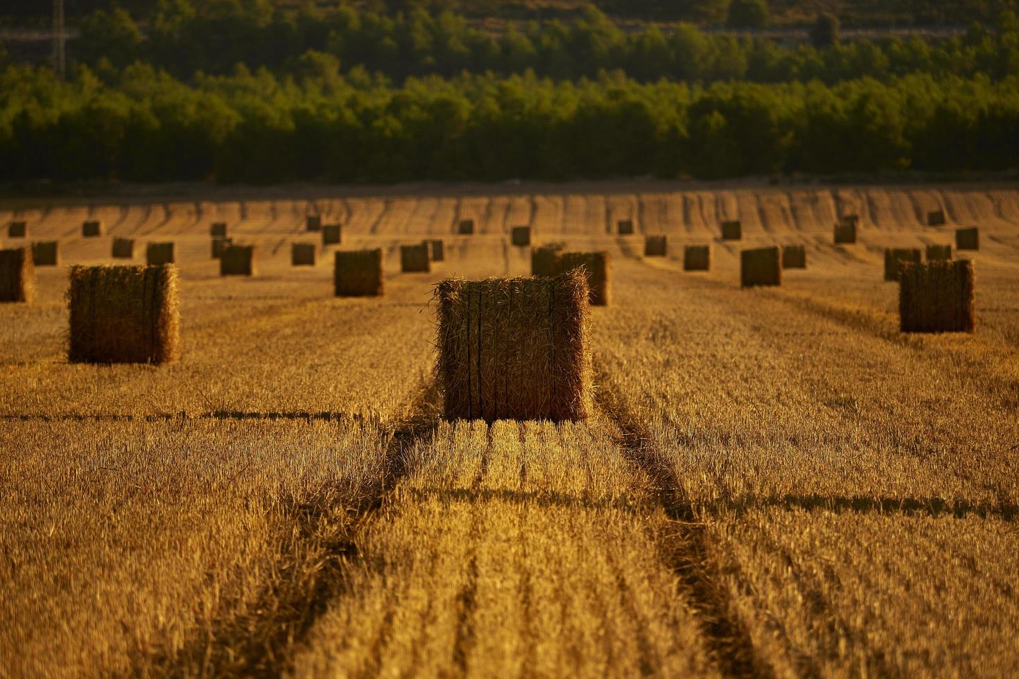 bottes de paille dans un champ de céréales tôt le matin, almansa, espagne photo