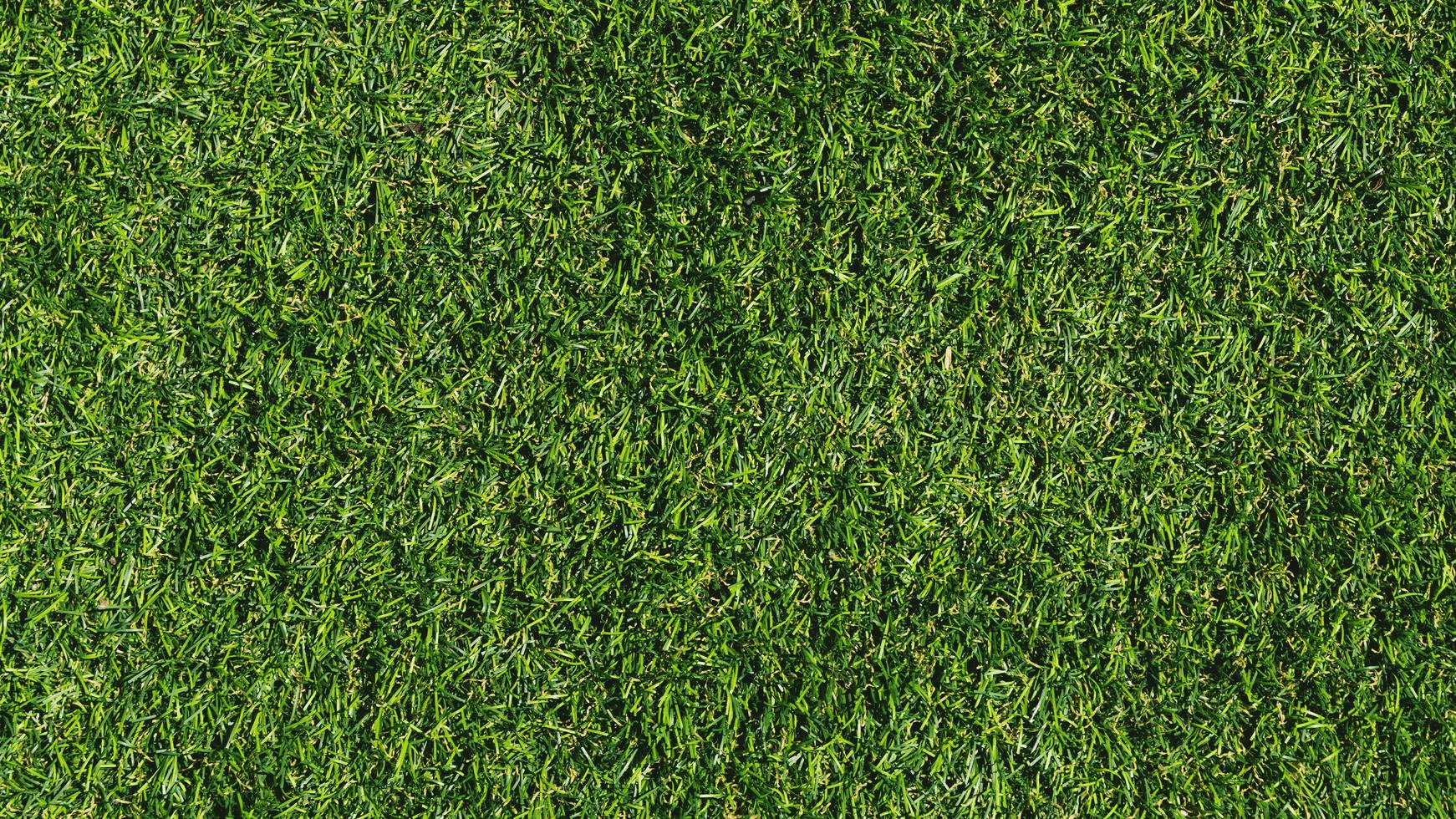 texture de l'herbe verte photo