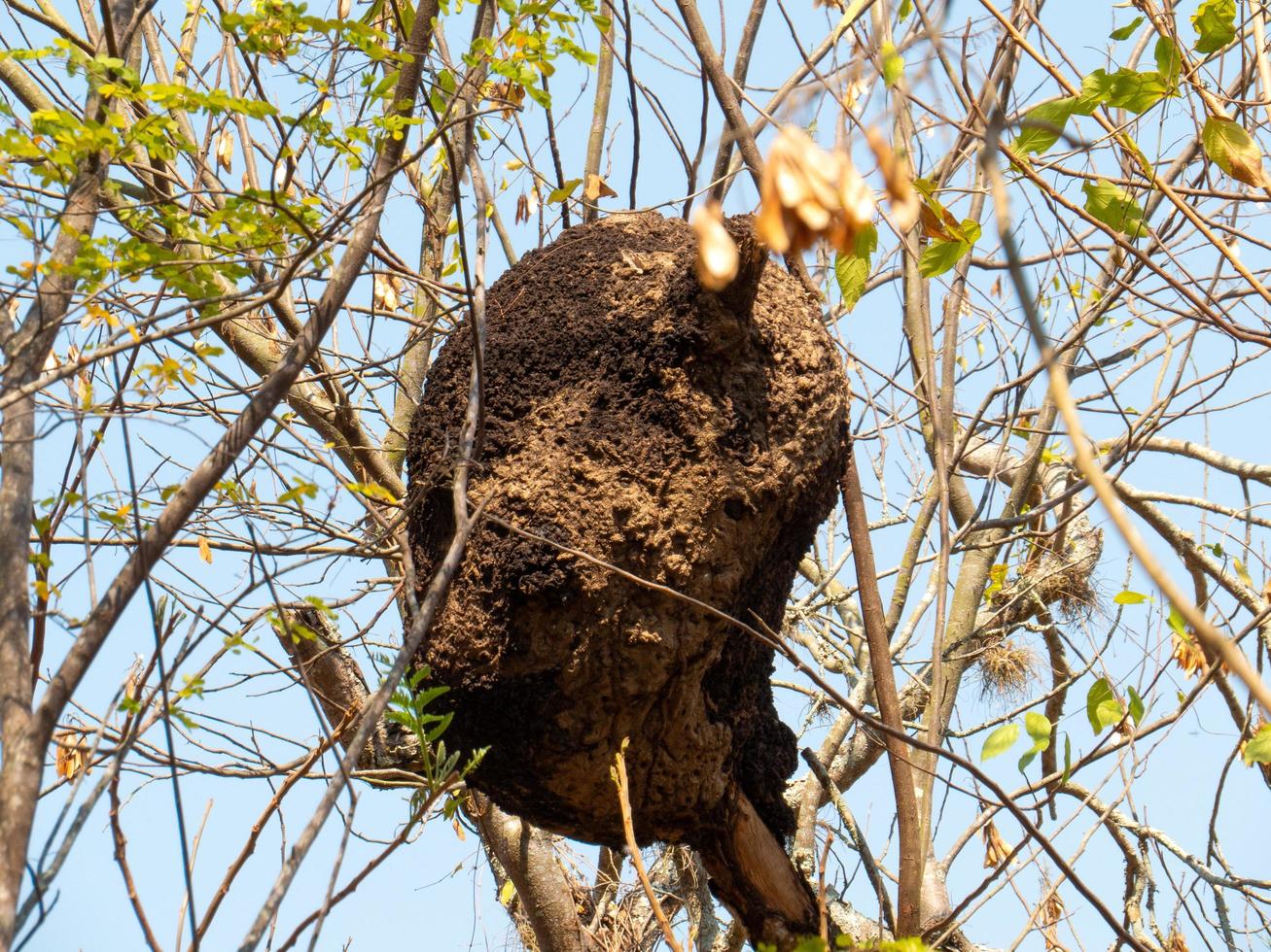 nid de termites en colonie sur l'arbre. ces insectes sont responsables de la destruction des objets en bois et des maisons. photo