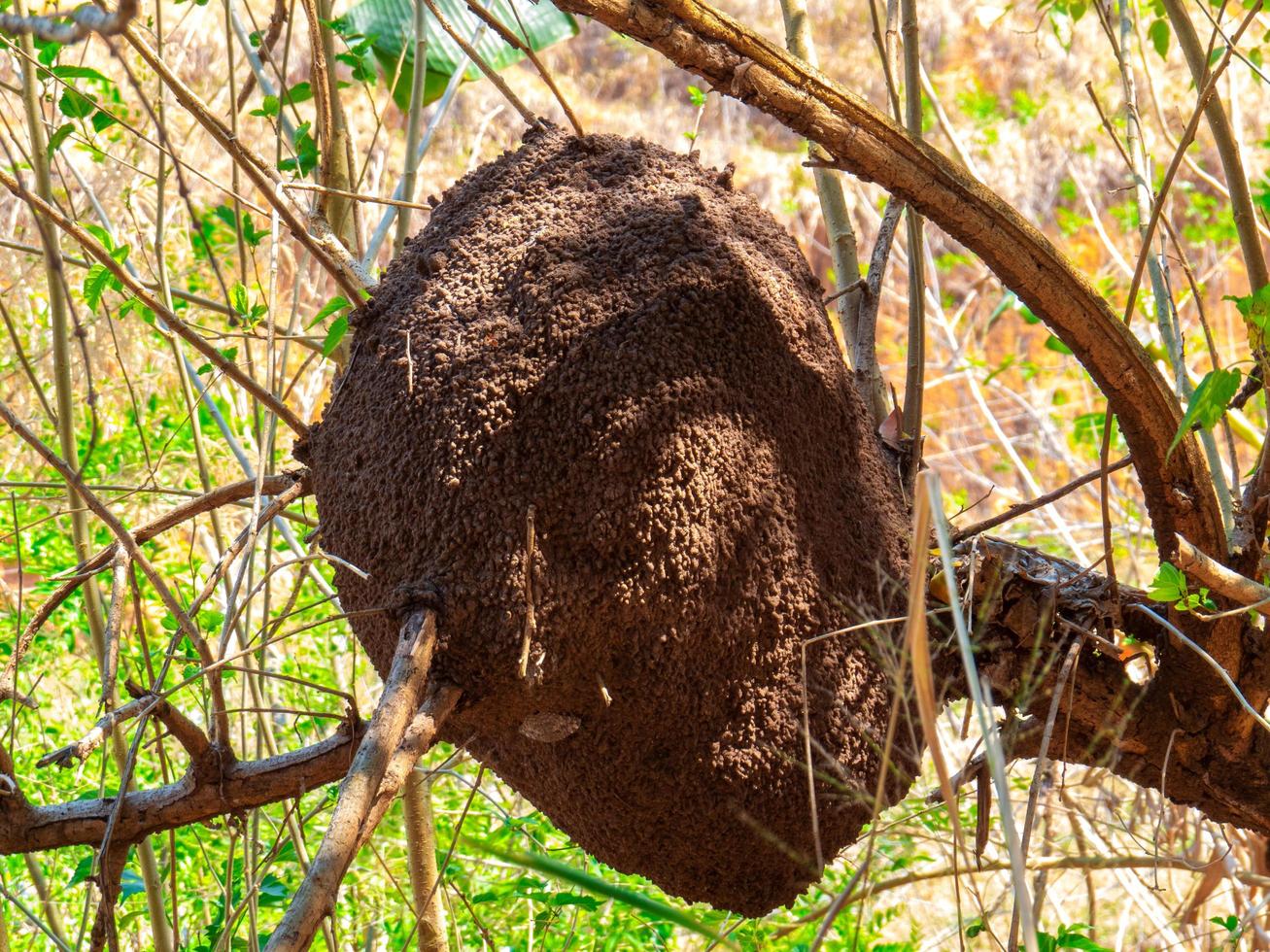 nid de termites en colonie sur l'arbre. ces insectes sont responsables de la destruction des objets en bois et des maisons. photo