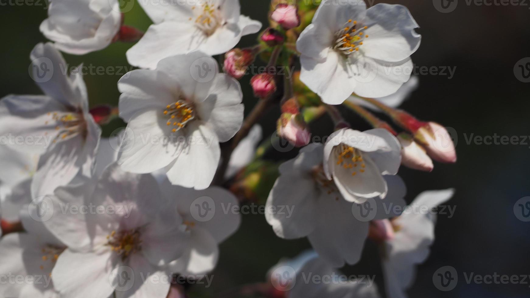 fleurs de cerisier blanches. Arbres sakura en pleine floraison à meguro ward tokyo japon photo