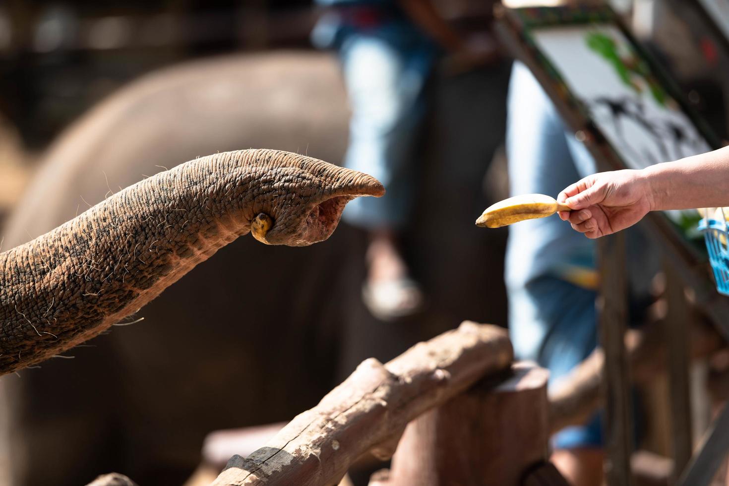 éléphants thaïlandais et talents artistiques photo