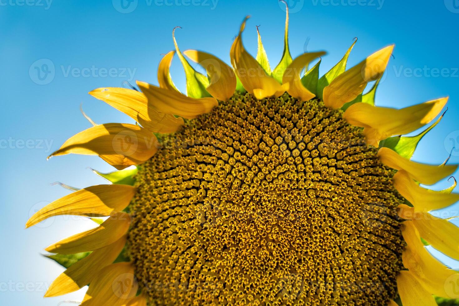 moitié de une tournesol fleur contre une bleu ciel. le Soleil brille par le Jaune pétales. agricole cultivation de tournesol pour cuisine huile. photo