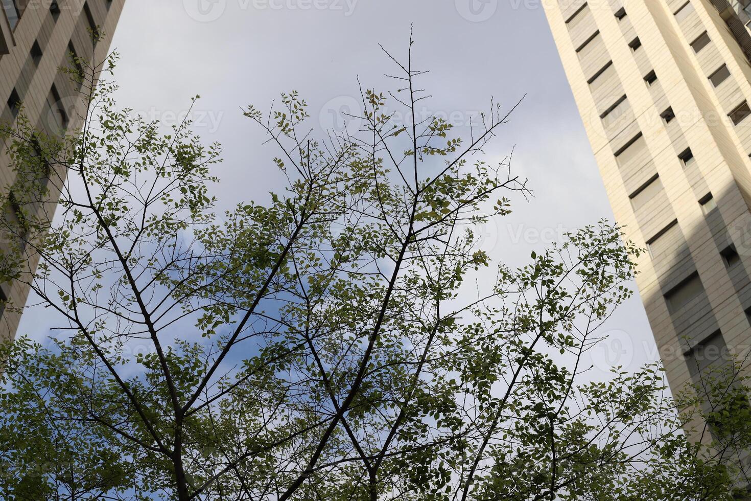 bâtiments et les structures dans tel aviv contre le Contexte de branches et feuilles de grand des arbres. photo