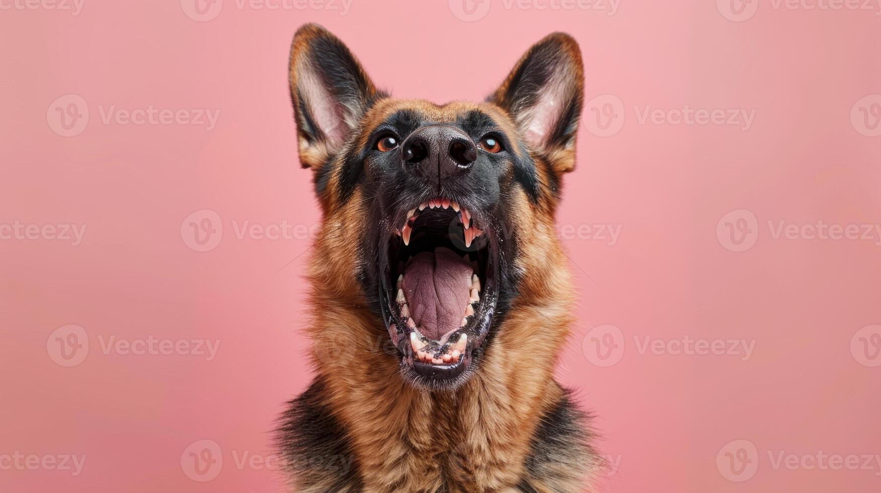 allemand berger, en colère chien mise à nu ses dents, studio éclairage pastel Contexte photo