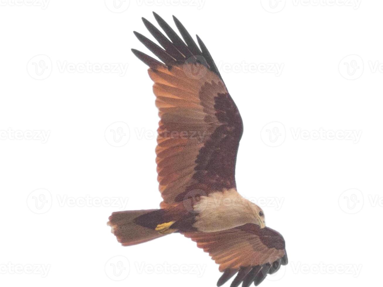 aigle oiseau brun peu de superposition de stock volant vers déployer ses ailes et ses plumes sur le blanc. photo