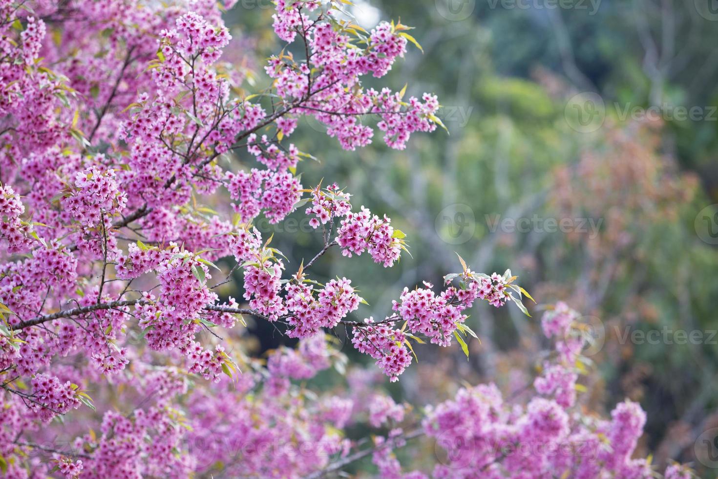 fleur de cerisier rose sakura sur le parc national de la province de phetchabun en thaïlande. photo