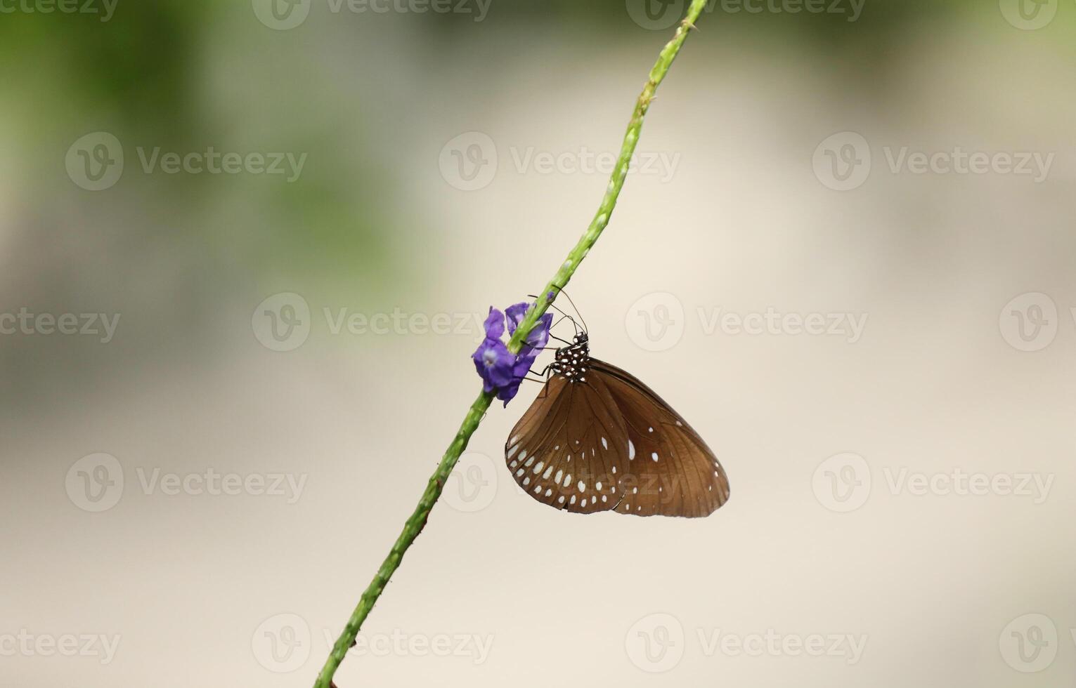 petit marron papillon sur violet fleur photo