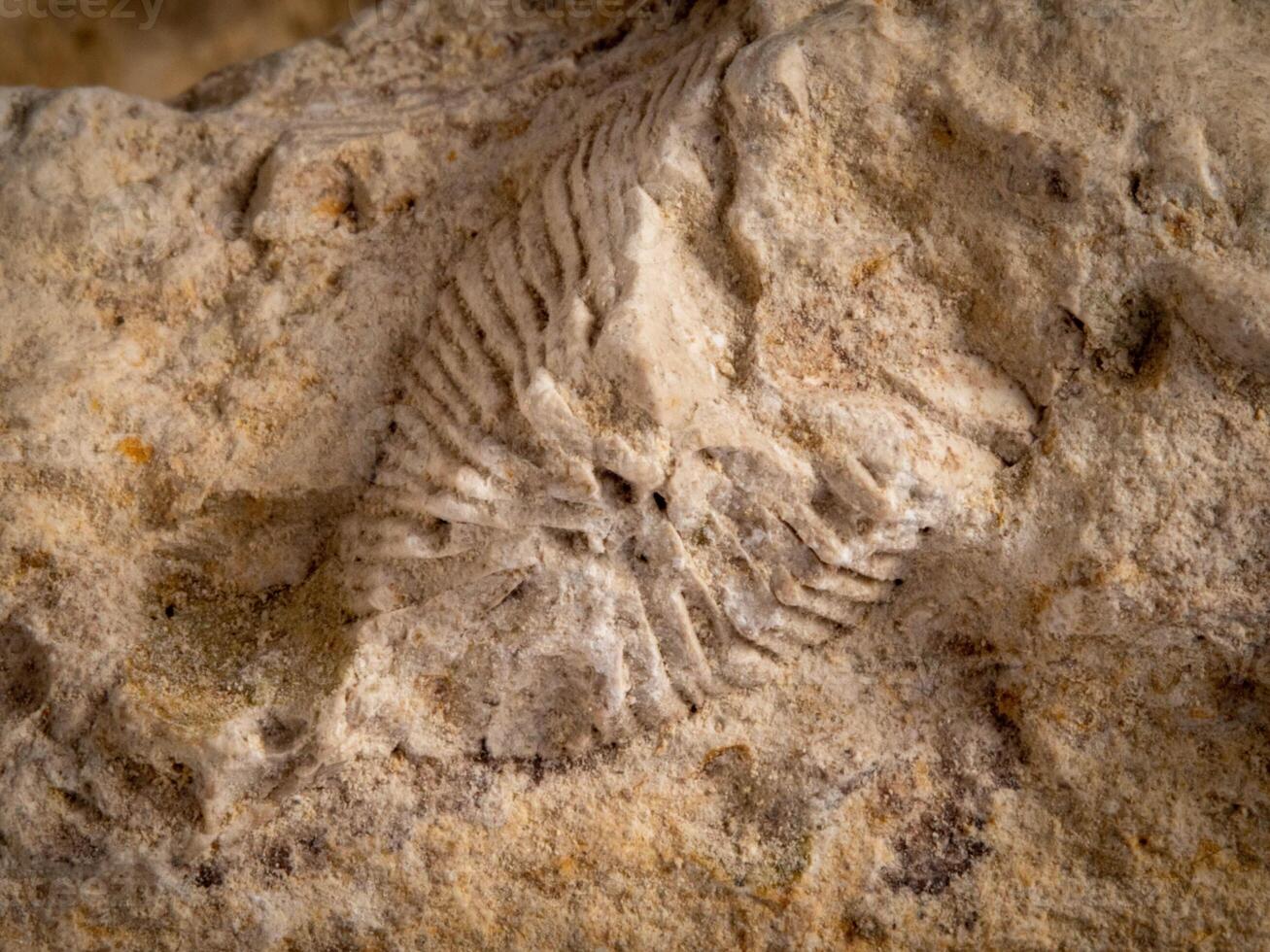 archéologique ancien fossile dans calcaire photo