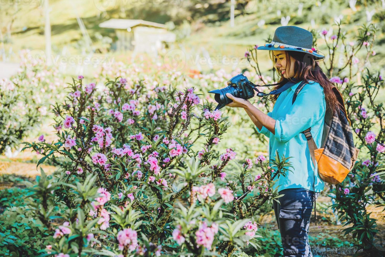 femme asiatique voyage nature. voyage se détendre. debout en train de photographier de belles fleurs d'abricots roses dans un jardin d'abricots. photo