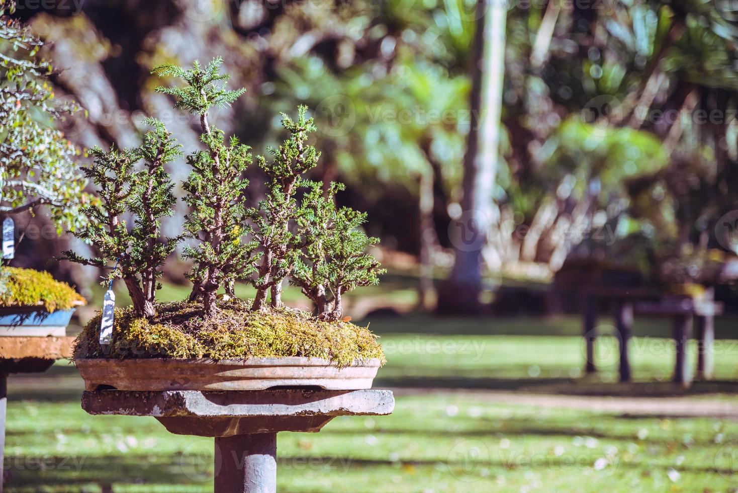 bonsaï du parc naturel. dans le parc photo