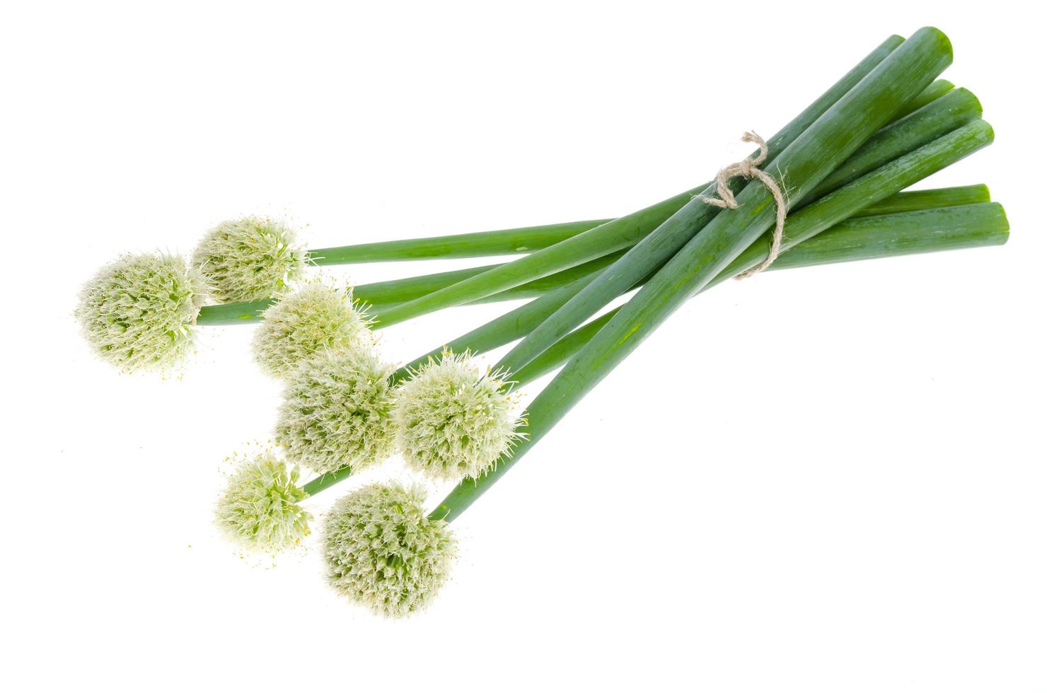 Belles têtes d'oignons en fleurs isolés sur fond blanc photo