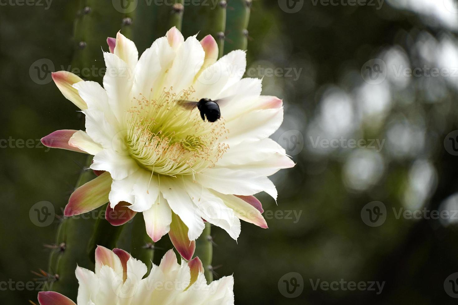 un bourdon vole dans la fleur d'un grand cactus. photo