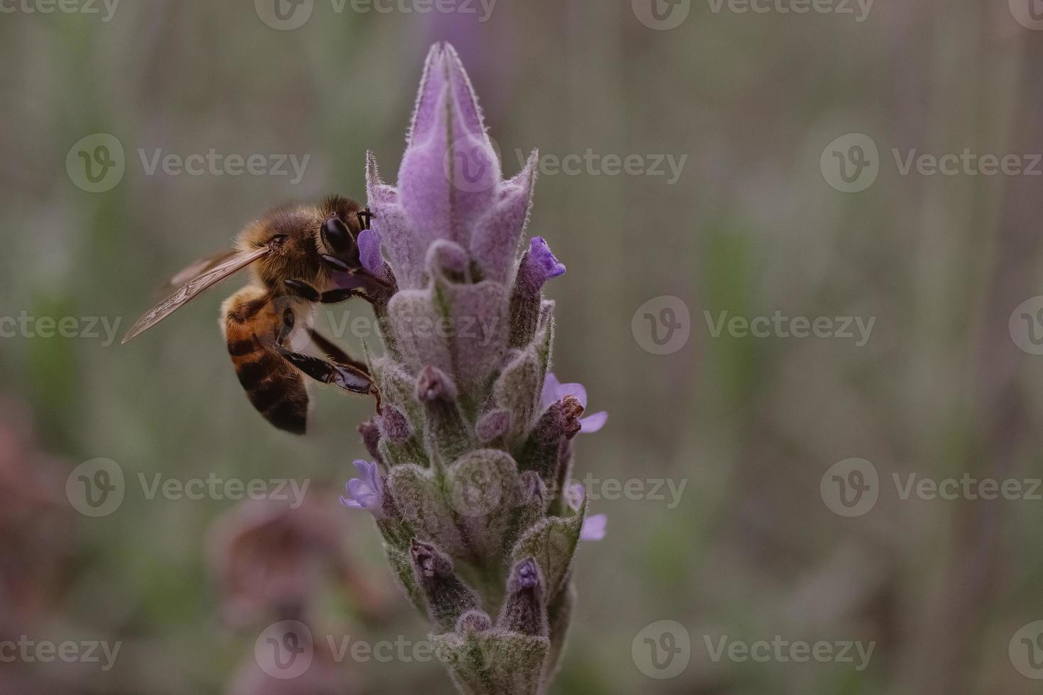 l'abeille pollinise les fleurs de lavande. photo