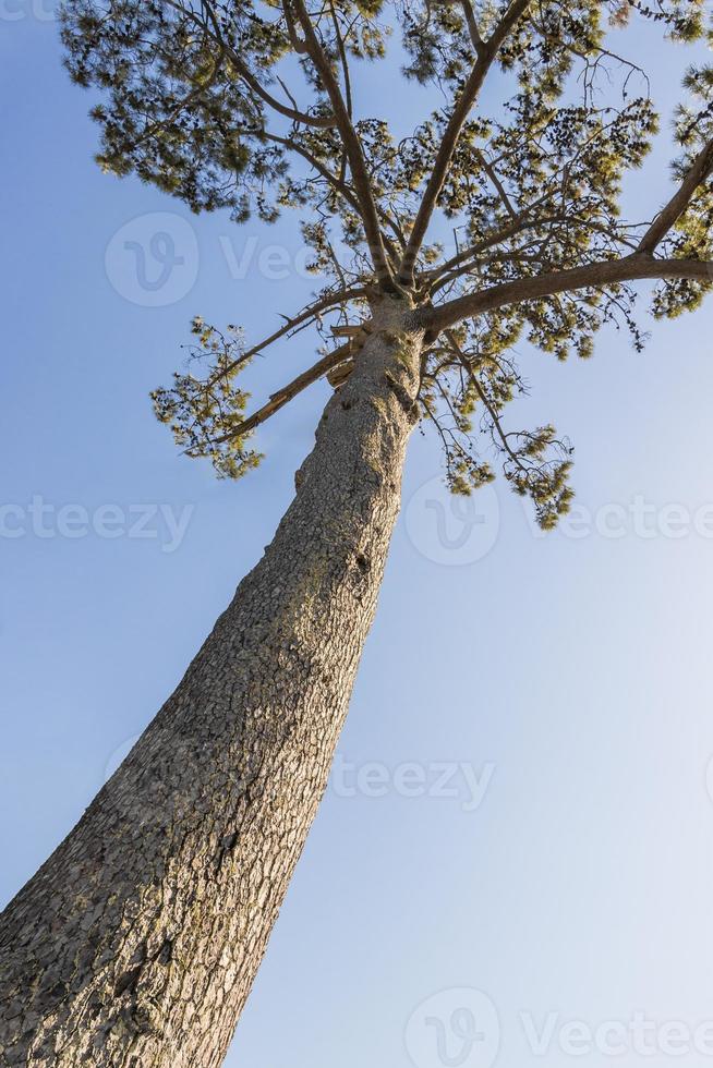 grand vieux pin africain. tige de la cime des arbres. pins, sapins, arbres à feuilles persistantes. photo