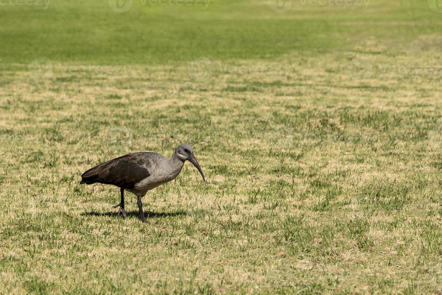 hadada ibis, oiseaux d'afrique du sud. photo