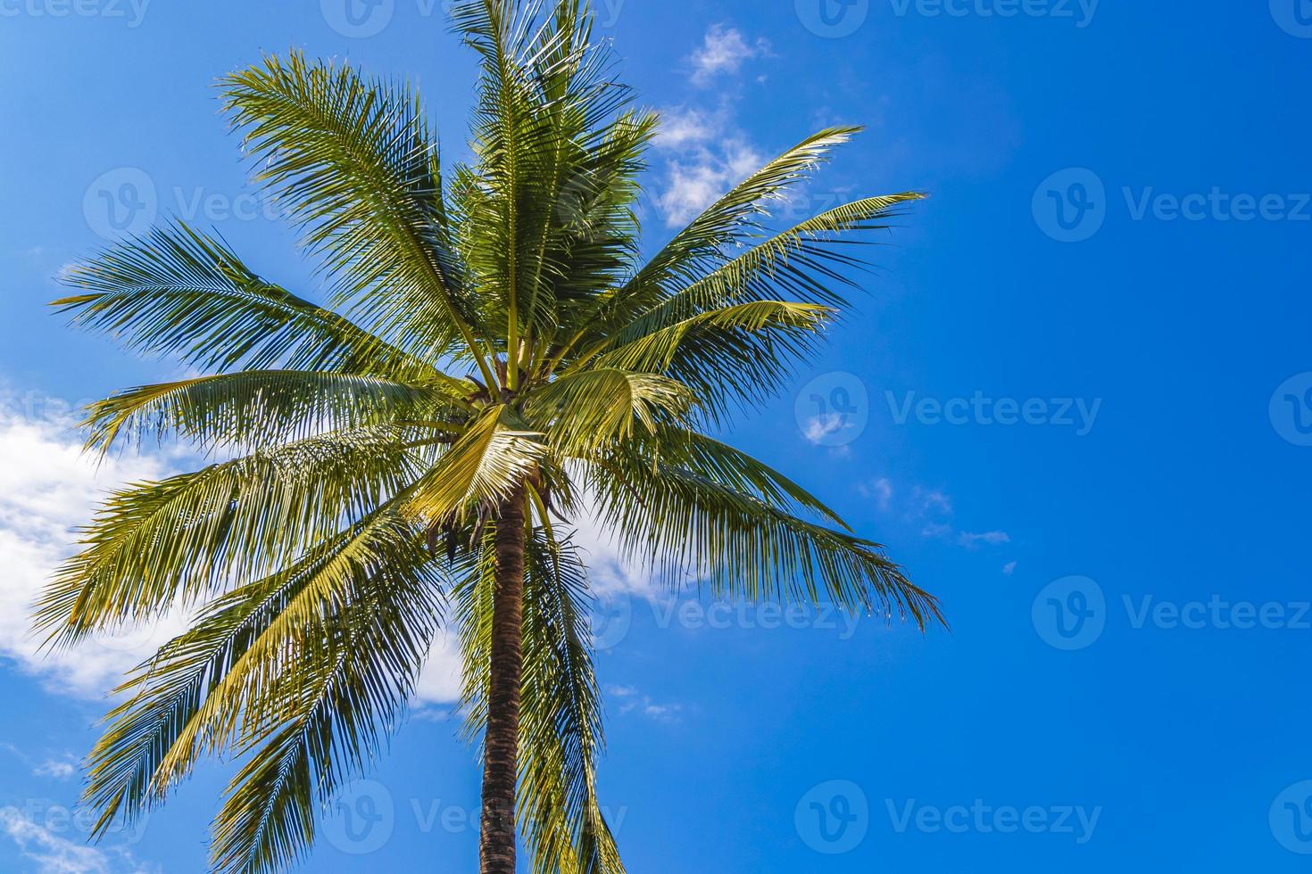 palmiers tropicaux avec fond de ciel bleu luang prabang au laos. photo