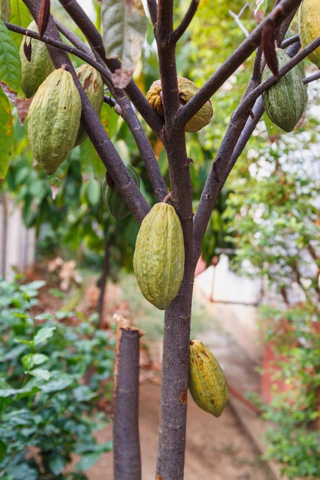 cabosses de cacao fraîches du cacaoyer photo