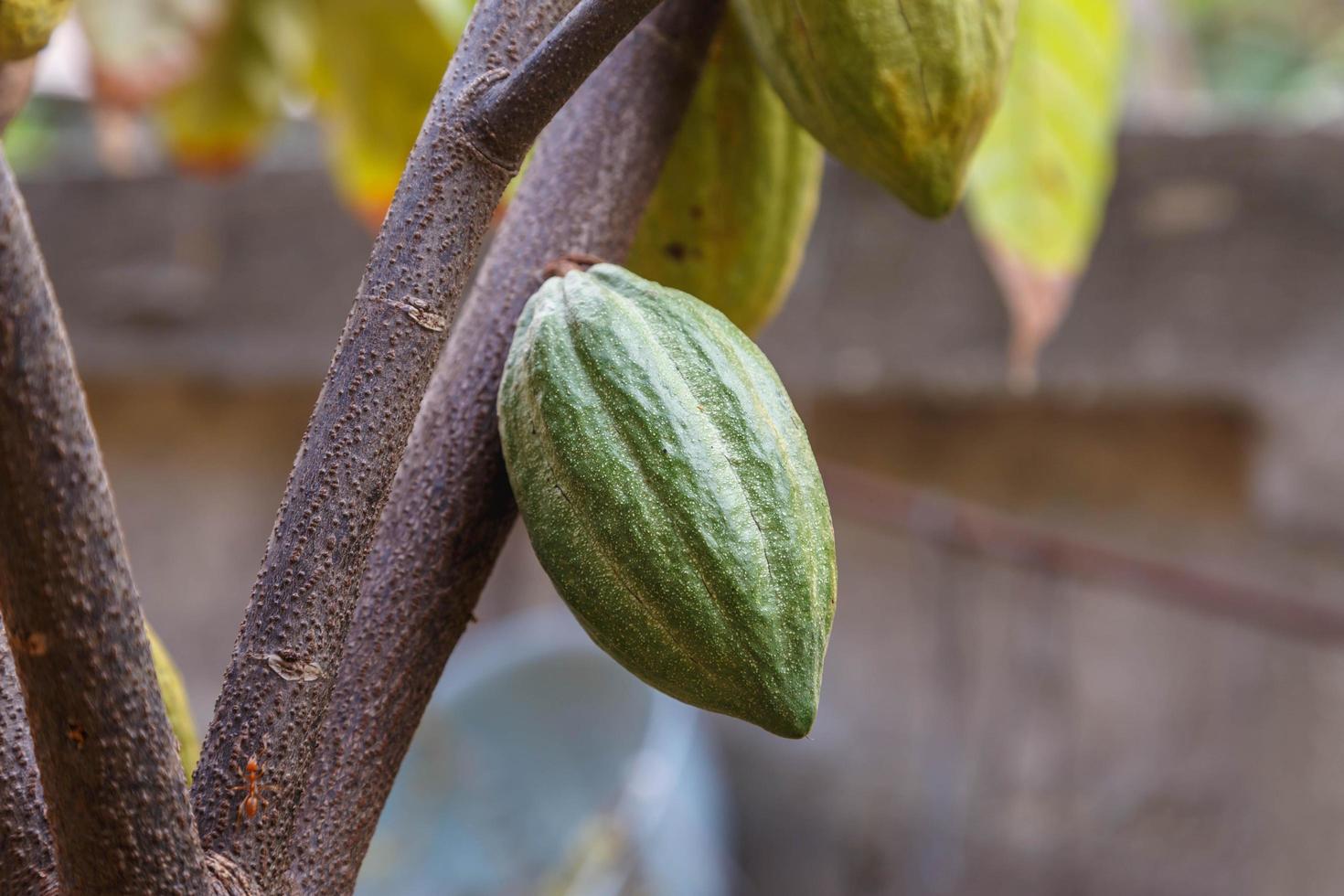 cabosses de cacao fraîches du cacaoyer photo