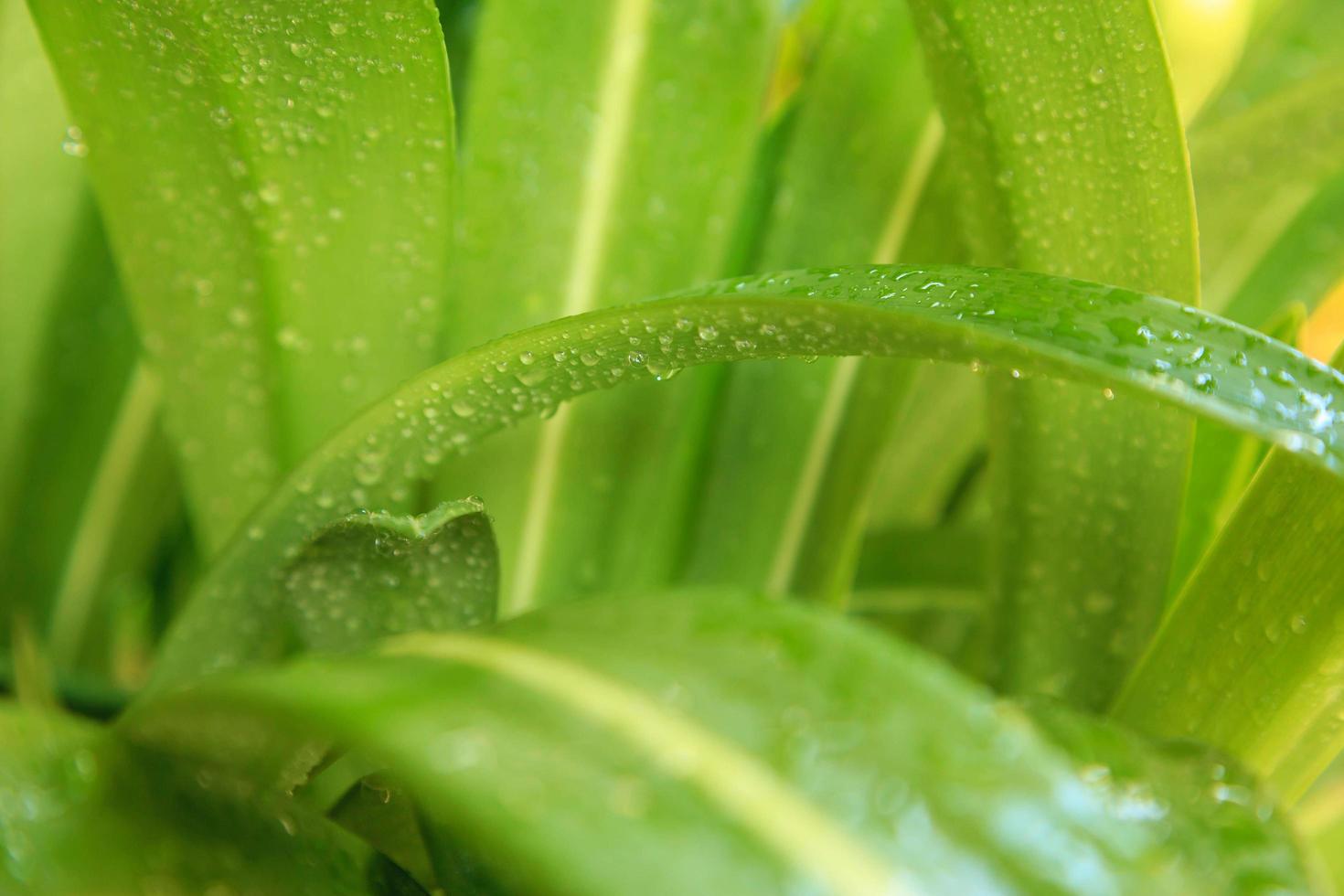 gouttelettes d'eau sur les feuilles photo