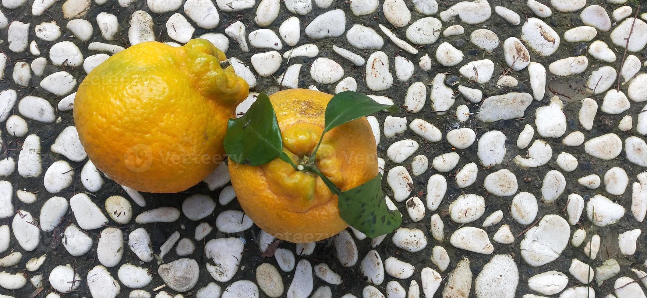 photo d'orange douce sans pépins du japon