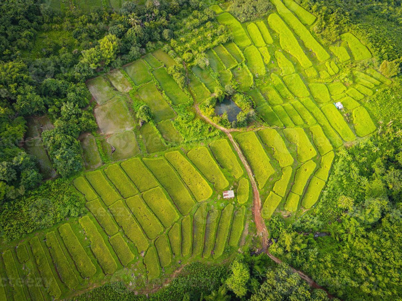 rizière en terrasses - vue de dessus rizière d'en haut avec des parcelles agricoles de différentes cultures en vert, vue aérienne des rizières vertes ferme de plantation naturelle sur fond de montagne photo