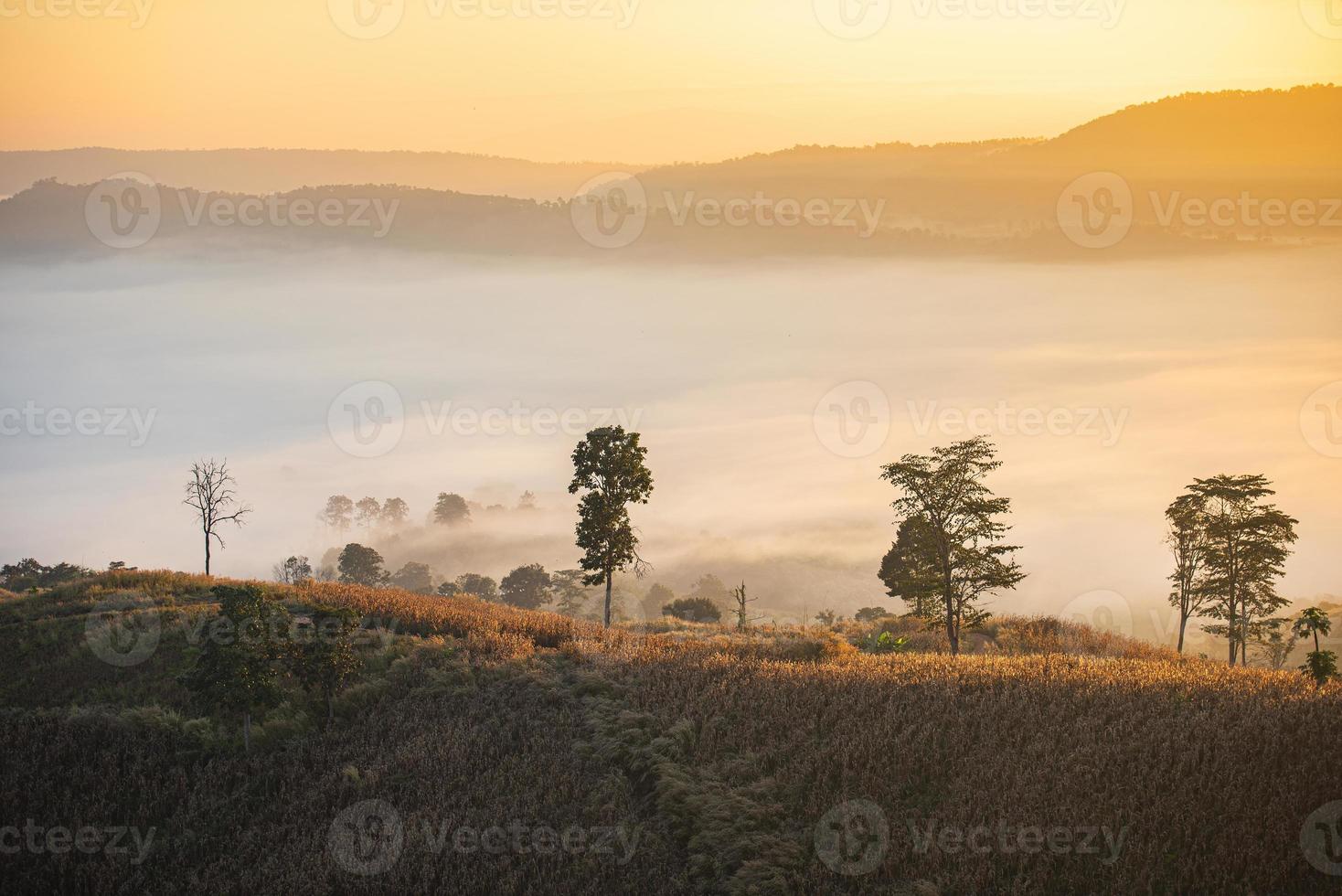 forêt de paysage brumeux le matin belle brume de lever de soleil couvrir fond de montagne à l'hiver de campagne. photo