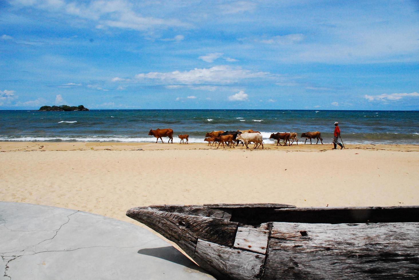 vaches sur la plage photo