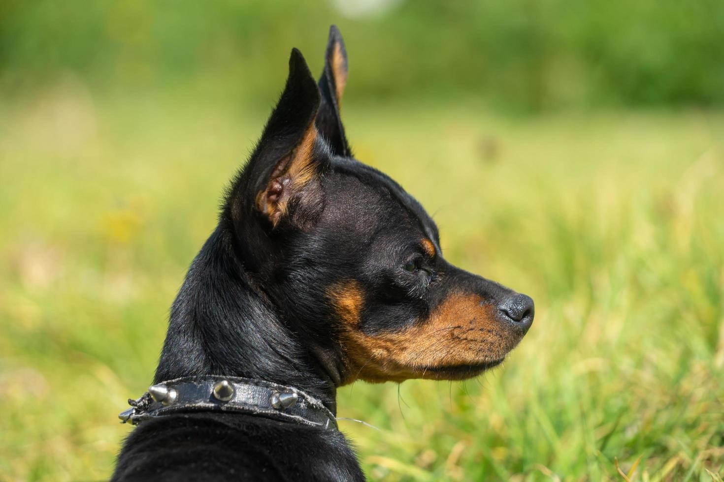 la tête d'un chihuahua noir photo