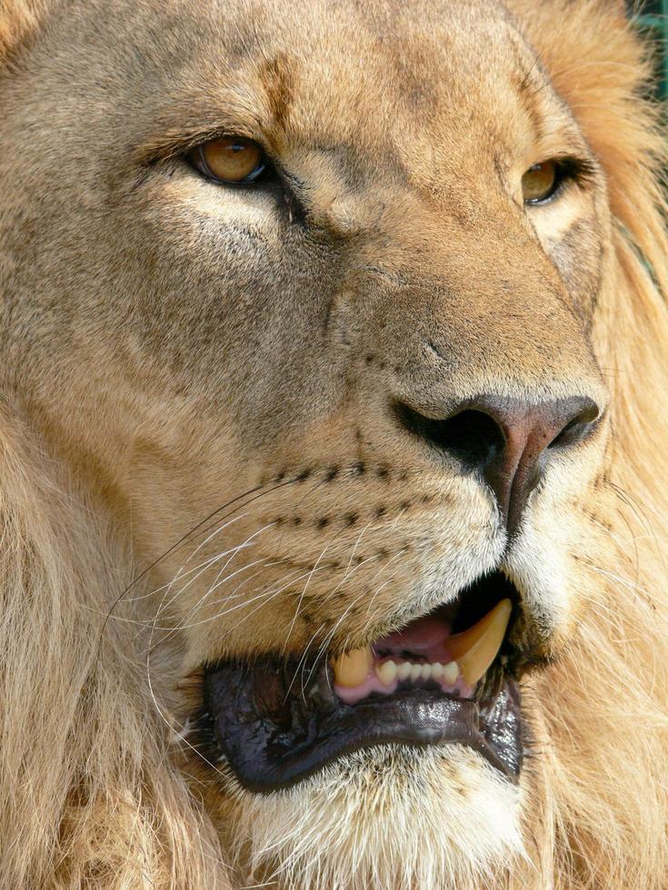 un lion majestueux assis sur une plate-forme en bois photo