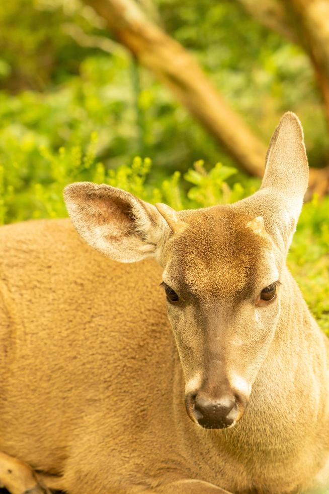 cerf de Virginie photo