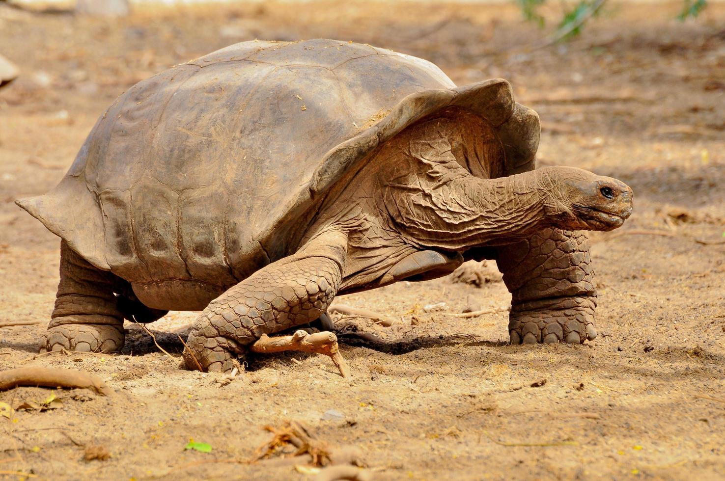 une tortue qui marche photo