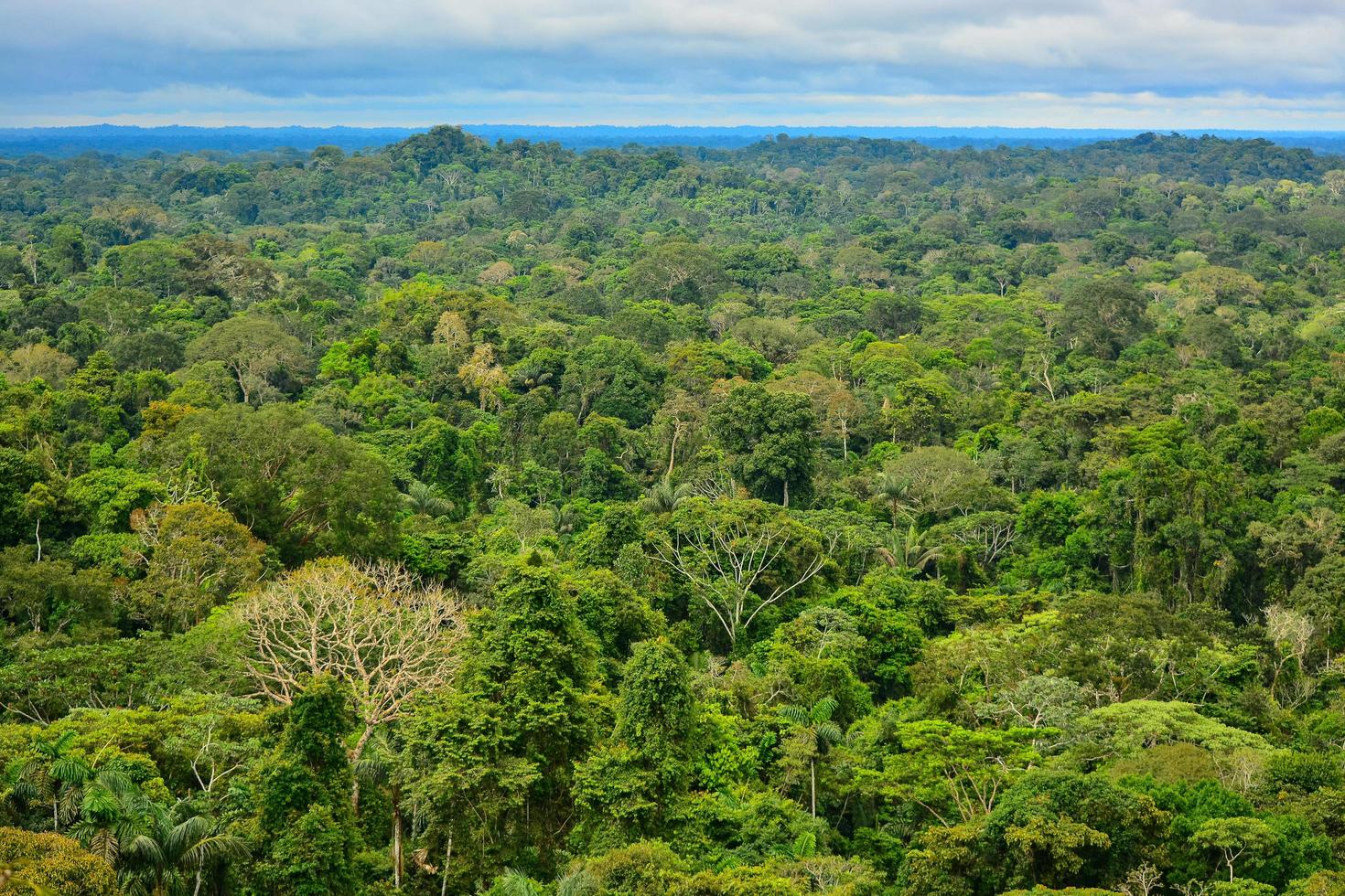 vue sur la région amazonienne photo