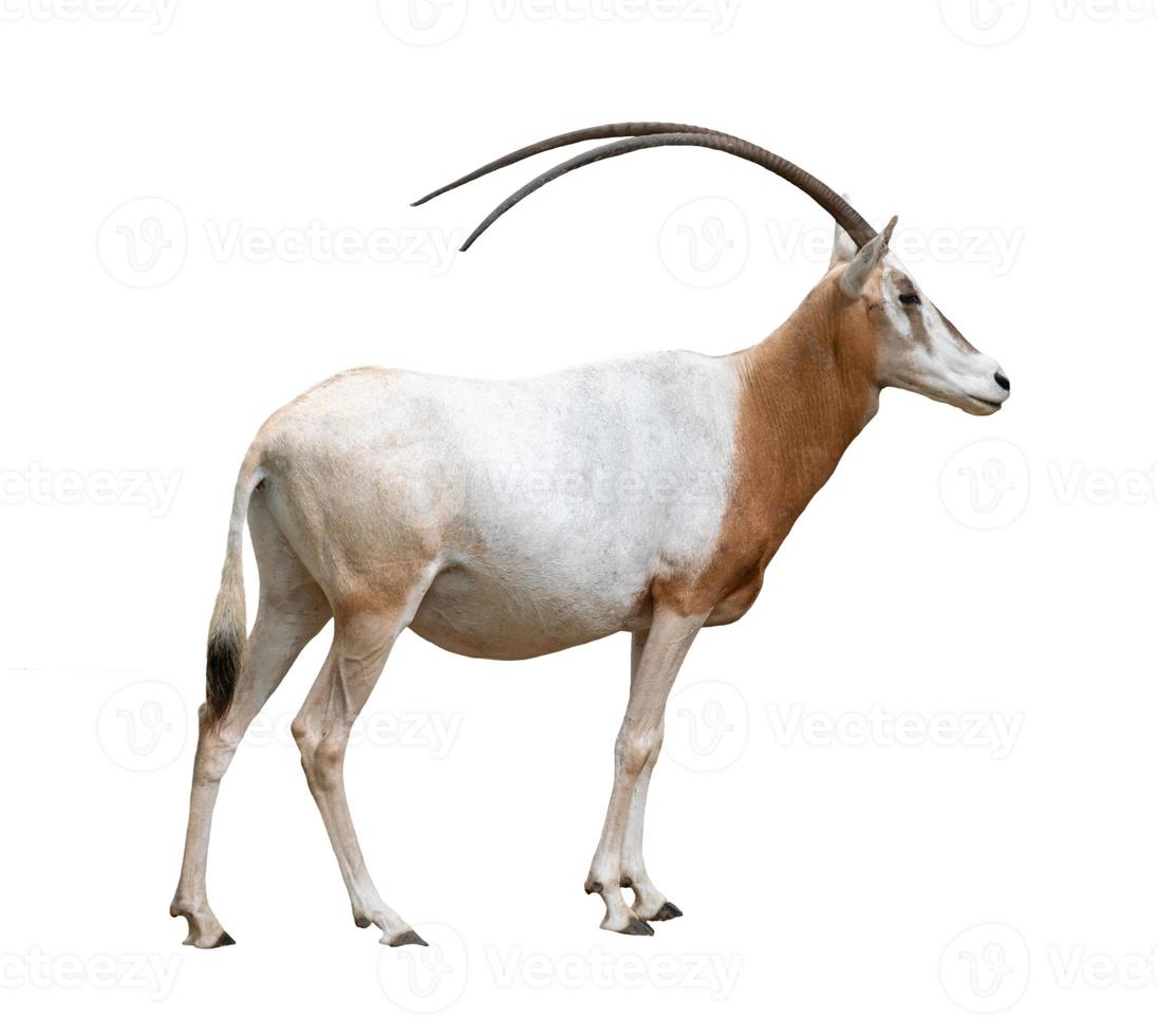 oryx algazelle isolé photo