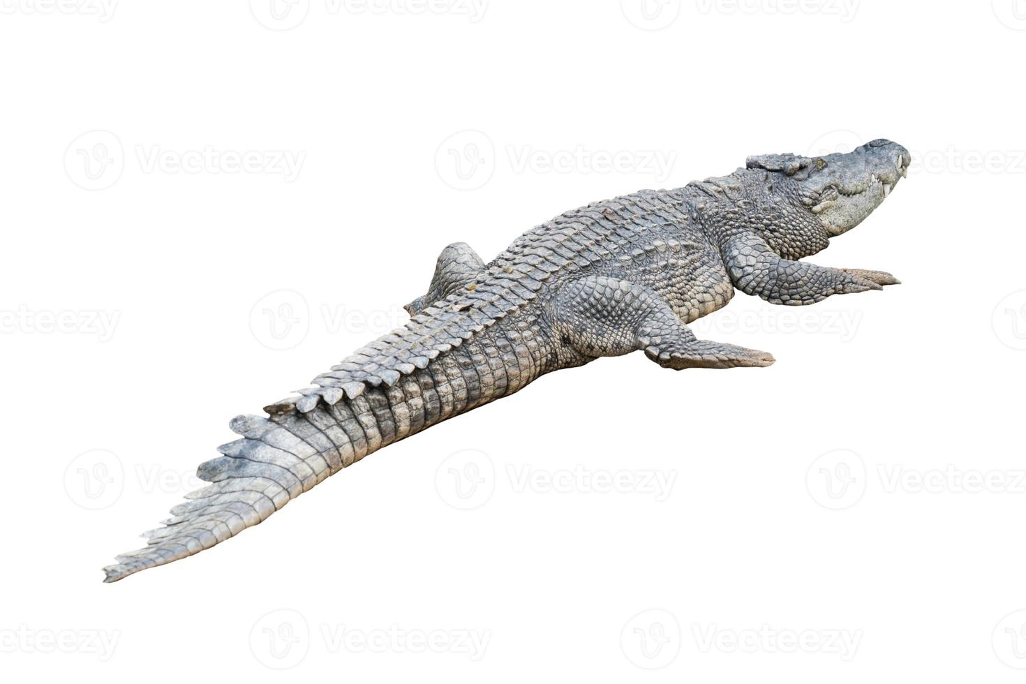 crocodile isolé fond blanc photo