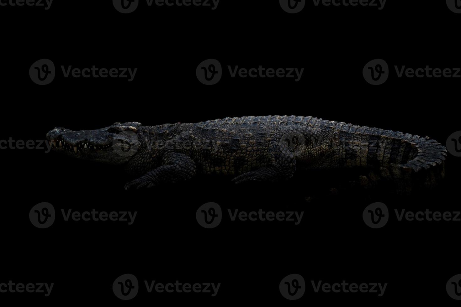 crocodile siamois dans le noir photo