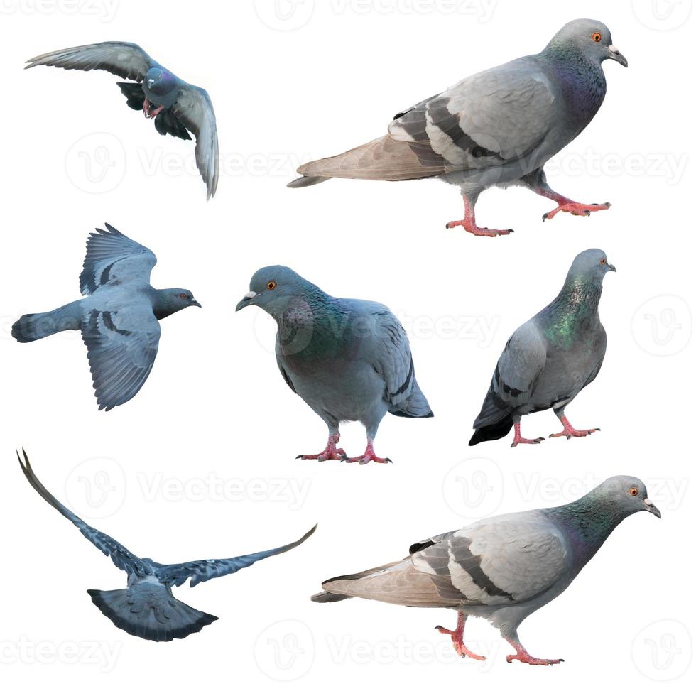 oiseau pigeon volant isolé photo