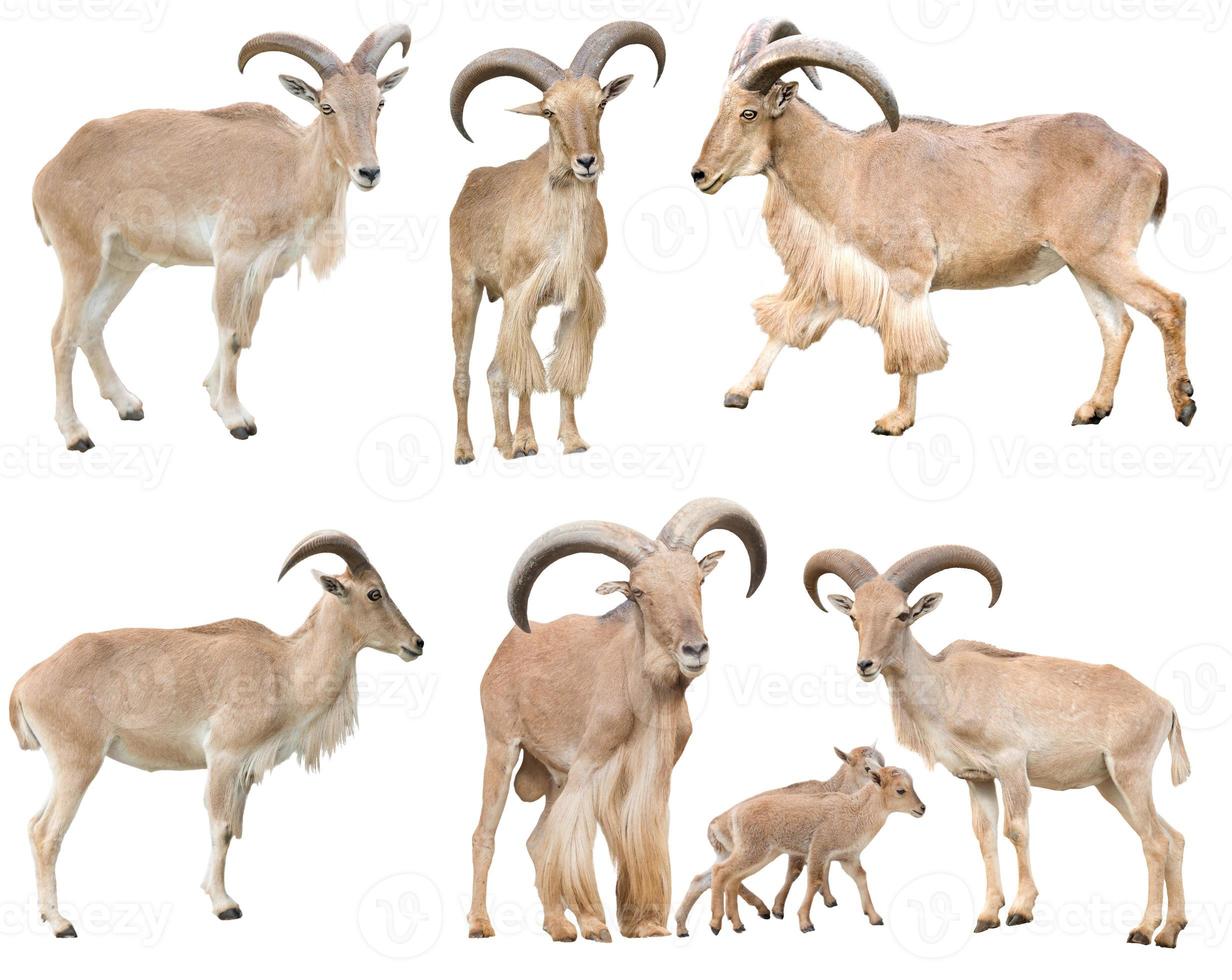 Moutons de barbarie mâles et femelles isolés photo