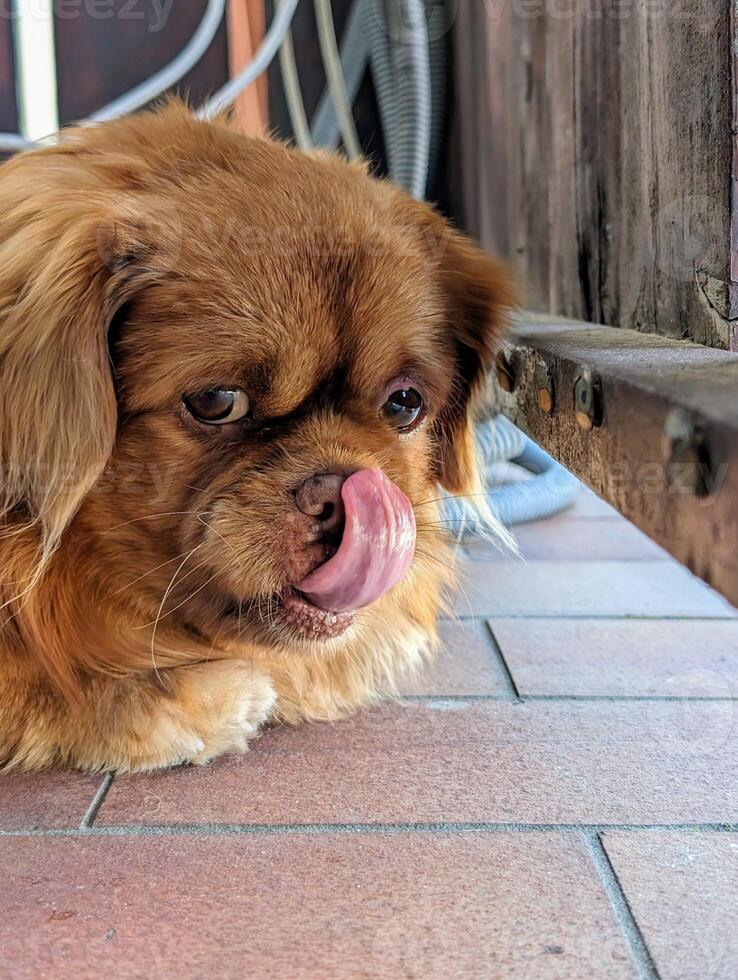 portrait de mignonne peu marron chien pose sur le terrasse photo