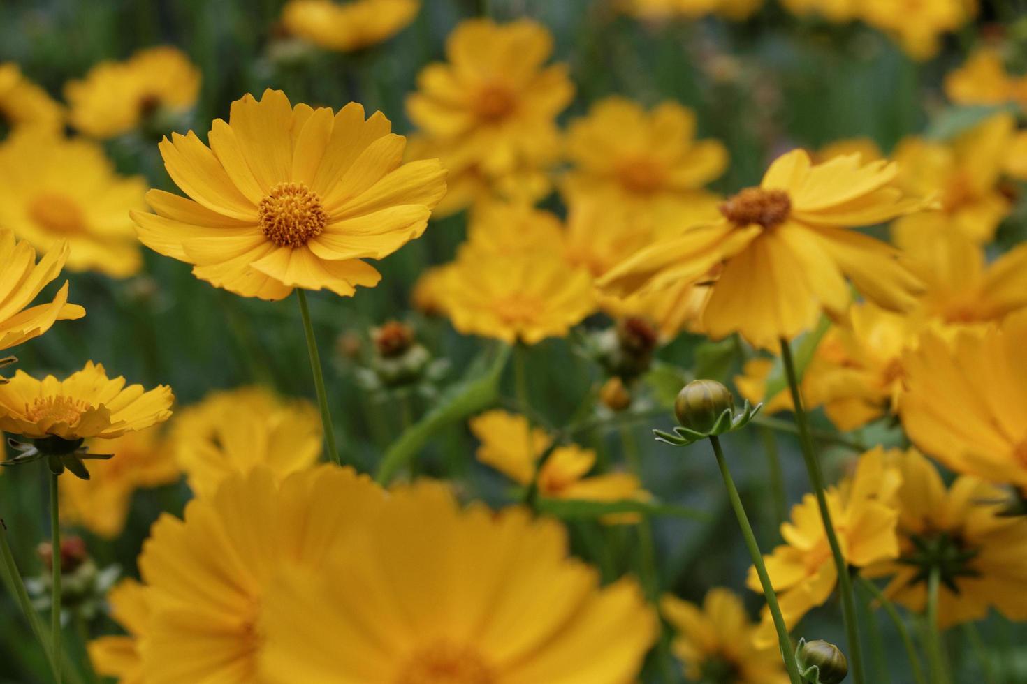 jardin de marguerites jaunes photo