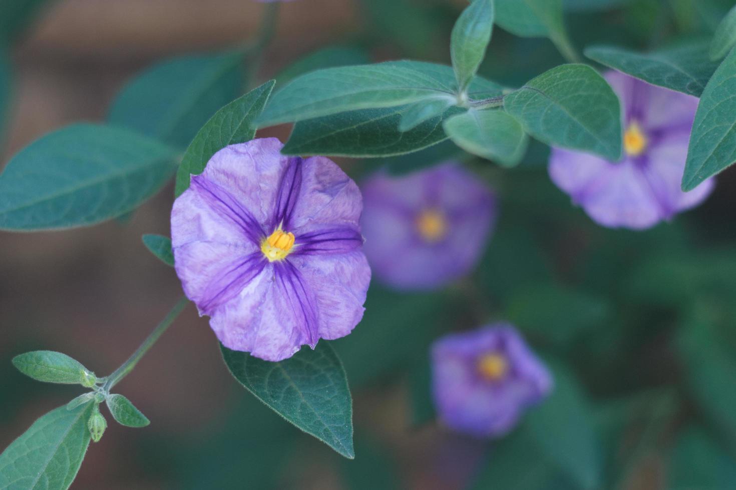 fleurs de lycianthes violettes photo