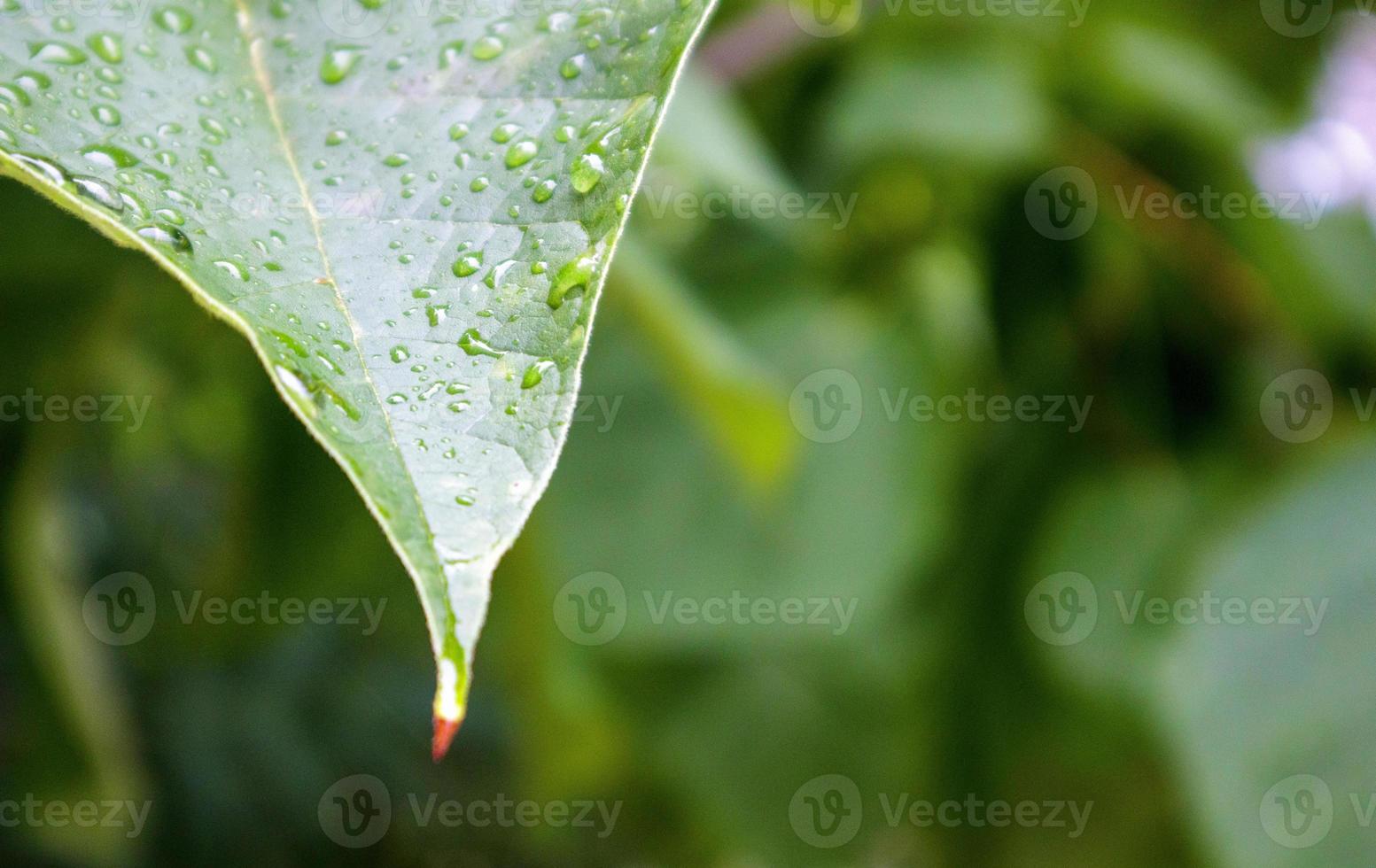 feuilles vertes avec des gouttes de pluie. beau fond flou naturel vert avec espace de copie. gros plan avec mise au point sélective sur les feuilles couvertes de gouttes de rosée. photo