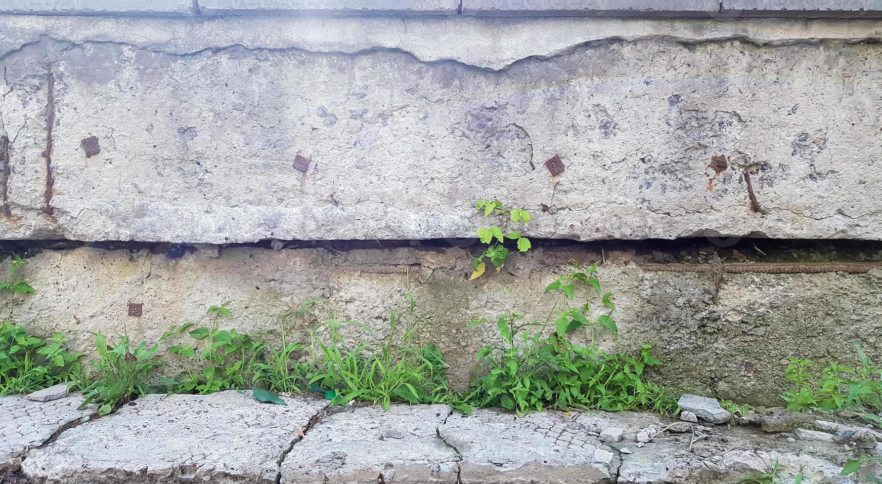 herbe verte sur fond de mur de béton gris, surface de mur inégale et herbe, image d'arrière-plan. mur de béton gris avec texture de sol en herbe pour la conception d'arrière-plan. photo