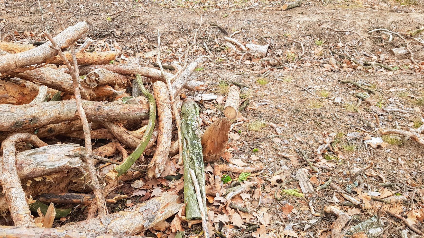 grumes fraîchement sciées. grumes d'arbres dans la forêt après l'abattage photo