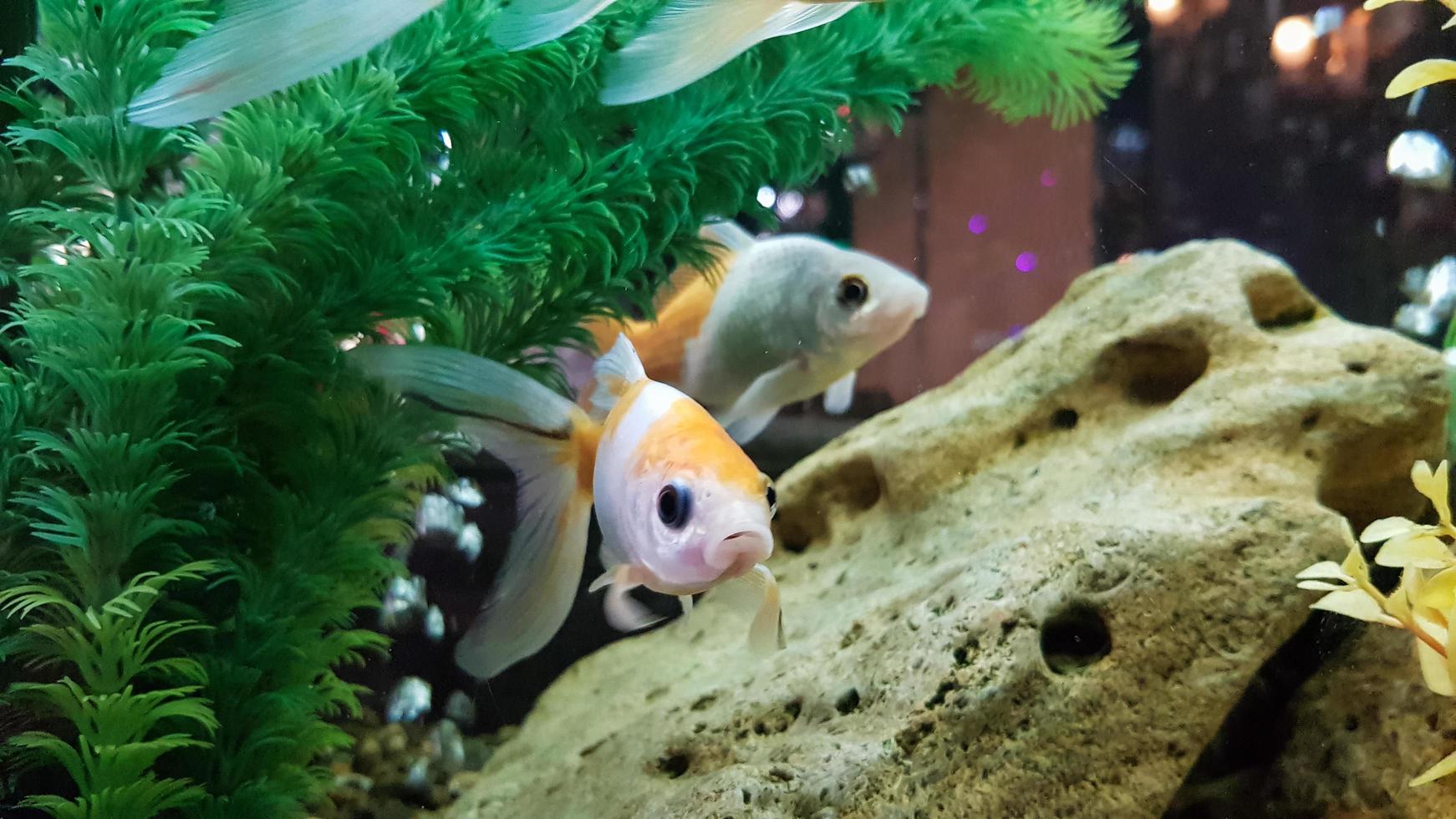 poisson rouge dans un aquarium d'eau douce avec un beau vert tropical planté. photo