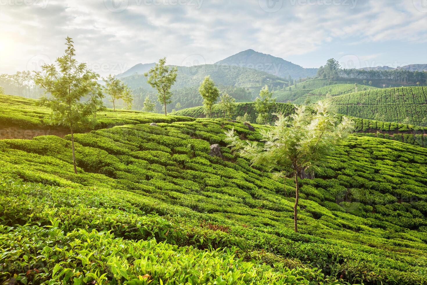 vert thé plantations dans Munnar sur lever du soleil, Kerala, Inde photo