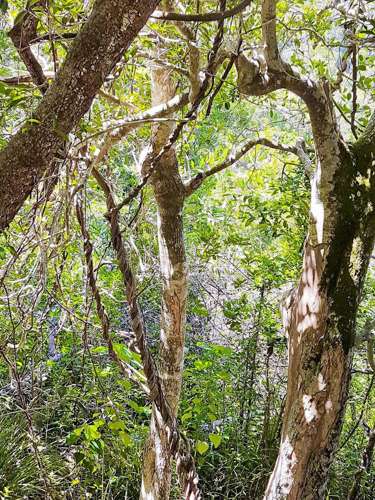 nature et forêt en afrique. parc national de la montagne de la table. photo