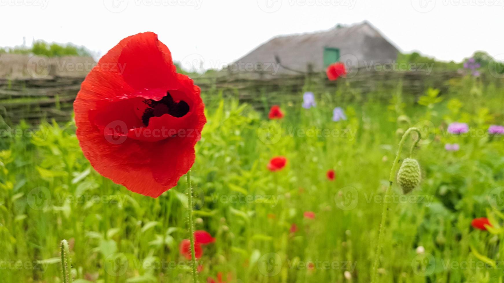 fleur de pavot rouge, un genre de plantes herbacées de la famille du pavot pousse dans les endroits arides des steppes, des semi-déserts, des déserts, des pentes rocheuses sèches des montagnes. beau fond avec espace de copie. photo